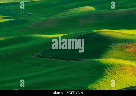 Blick vom Palouse, Washington State, mit grünen Weizenlandfeldern Stockfoto