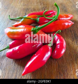 Capsicum baccatum, Pfeffer, der als Chili oder Aji-Pfeffer bekannt ist, auf einem Holztisch Stockfoto