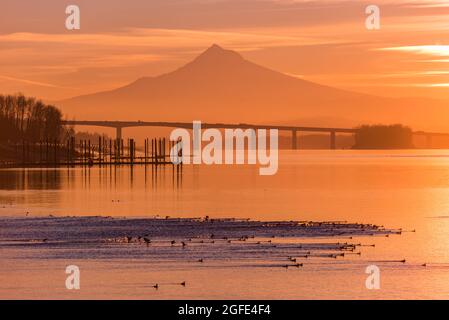 Vögel strömen während des lebhaften Sonnenaufgangs über Mt Hood und dem Columbia River, Portland, Oregon, auf dem Wasser Stockfoto