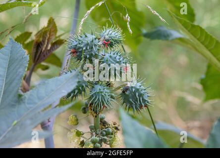 Ricinus communis, eine Pflanze aus der Familie der in Afrika beheimatet, aus der Rizinusöl gewonnen wird. Stockfoto