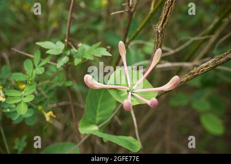 Lonicera caprifolium Strauch in voller Blüte Stockfoto