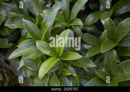 Osmanthus fragrans weiße Blüten Stockfoto