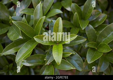 Osmanthus fragrans weiße Blüten Stockfoto