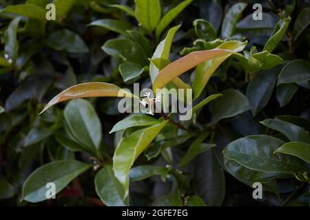 Osmanthus fragrans weiße Blüten Stockfoto