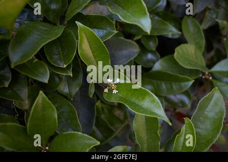 Osmanthus fragrans weiße Blüten Stockfoto
