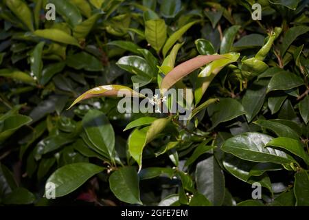 Osmanthus fragrans weiße Blüten Stockfoto