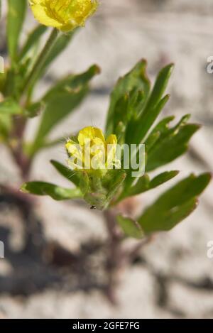 Ranunculus arvensis Nahaufnahme Stockfoto