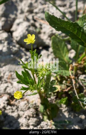 Ranunculus arvensis Nahaufnahme Stockfoto