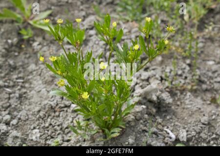 Ranunculus arvensis Nahaufnahme Stockfoto