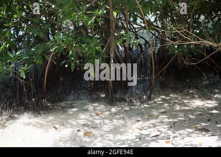 Mangroven im Süden Grenadas im Meeresschutzgebiet Woburn Bay Stockfoto