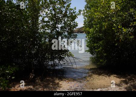 Mangroven im Süden Grenadas im Meeresschutzgebiet Woburn Bay Stockfoto