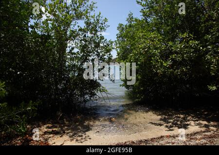 Mangroven im Süden Grenadas im Meeresschutzgebiet Woburn Bay Stockfoto