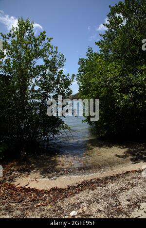 Mangroven im Süden Grenadas im Meeresschutzgebiet Woburn Bay Stockfoto