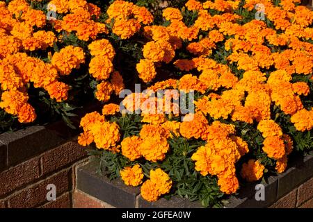 Hochgezogene Blumenbetten voller Ringelblumen auf einer Terrasse Stockfoto