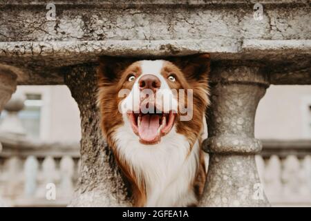 Portrait Happy Border Collie Hund auf Urlaub in Outdoor-Straße. Haustierfreundliches Reisekonzept Stockfoto