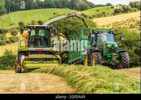 Skibbereen, West Cork, Irland. August 2021. An einem warmen und sonnigen Tag in Skibbereen sammelt Cha Holmes Contractors von Skibbereen Gras, das auf der Rinderfarm von Ivan Brookes mit einem Claas Jaguar 870 Harvester und John Deere Traktoren zur Silage verwendet wird. Quelle: AG News/Alamy Live News Stockfoto