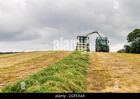 Skibbereen, West Cork, Irland. August 2021. An einem warmen und sonnigen Tag in Skibbereen sammelt Cha Holmes Contractors von Skibbereen Gras, das auf der Rinderfarm von Ivan Brookes mit einem Claas Jaguar 870 Harvester und John Deere Traktoren zur Silage verwendet wird. Quelle: AG News/Alamy Live News Stockfoto