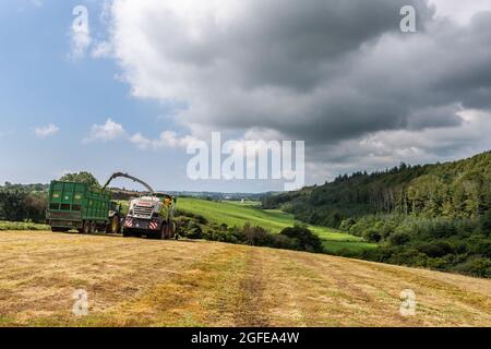 Skibbereen, West Cork, Irland. August 2021. An einem warmen und sonnigen Tag in Skibbereen sammelt Cha Holmes Contractors von Skibbereen Gras, das auf der Rinderfarm von Ivan Brookes mit einem Claas Jaguar 870 Harvester und John Deere Traktoren zur Silage verwendet wird. Quelle: AG News/Alamy Live News Stockfoto