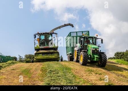 Skibbereen, West Cork, Irland. August 2021. An einem warmen und sonnigen Tag in Skibbereen sammelt Cha Holmes Contractors von Skibbereen Gras, das auf der Rinderfarm von Ivan Brookes mit einem Claas Jaguar 870 Harvester und John Deere Traktoren zur Silage verwendet wird. Quelle: AG News/Alamy Live News Stockfoto