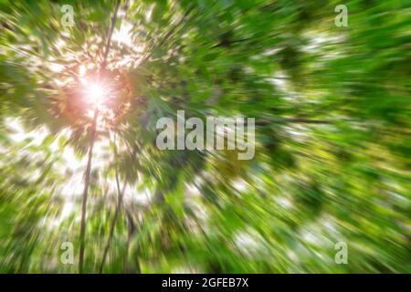Blendung, die Strahlen der hellen Sonne, die von der Lichtquelle vor dem Hintergrund einer linearen Unschärfe des grünen Laubs der Bäume strahlen Stockfoto