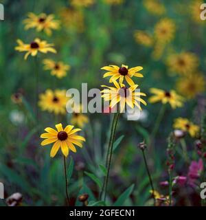 Schwarze Augen susans wachsen in einem Garten Stockfoto