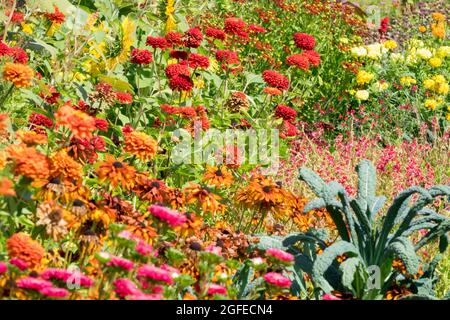 Hochsommer Cottage Garten Blumen Zinnias Rudbeckias, ornamental Kale Stockfoto