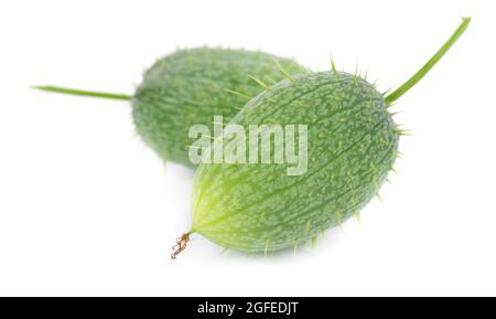 Eccallium isoliert auf weißem Hintergrund. Ecballium elaterium oder Wildgurkenschoten. Stockfoto