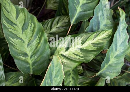 Calathea makoyana, Goeppertia makoyana, auch bekannt als Pfauenpflanzen- oder Kathedralenfenster, Stockfoto