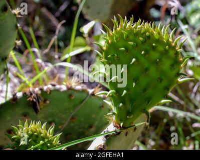 Muleshoe Bend und Privatresidenz, Spicewood, Burnett County, Texas, USA. Gestohlenes Land der Mumunuu, Coahuiltecan, NTE Konitsaaii Gokiyaa, Tokawa, J Stockfoto