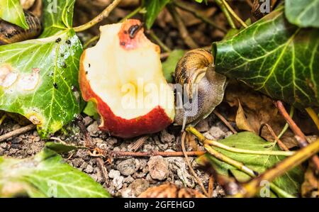 Schnecke auf einem Hinterhof. Stockfoto