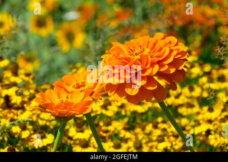 Orangefarbene Zinnien Blumen im Garten, gelber Hintergrund Helenien Stockfoto