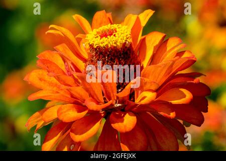 Eine einzelne orange Zinnia violacea 'Orange King' Blumenkopf, Seitenansicht close up Beauty Bloom Stockfoto