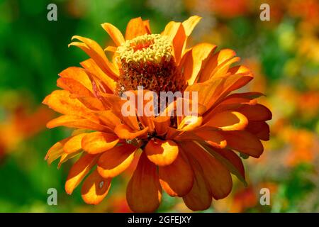 Eine einzelne orange Zinnia elegans 'Orange King' Blumenkopf, Seitenansicht Stockfoto