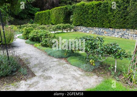 Espalier Birnen wachsen auf den Bonython Estate Gardens, Garden, Helston, Cornwall, England, VEREINIGTES KÖNIGREICH Stockfoto