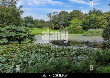 Bonython Estate Gardens, Garden, Helston, Cornwall, England, VEREINIGTES KÖNIGREICH Stockfoto