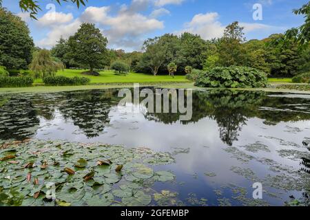 Bonython Estate Gardens, Garden, Helston, Cornwall, England, VEREINIGTES KÖNIGREICH Stockfoto