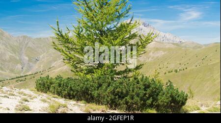 Mugokiefer (Pinus mugo) am Fuße einer Meleze im Mercantour Park in den Alpen in Frankreich im Sommer Stockfoto