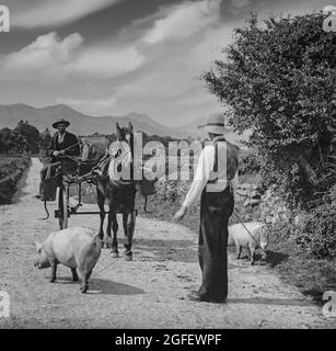 Anfang des 20. Jahrhunderts Blick auf eine Landstraße, in der ein Pony und eine Falle auf einen Landwirt trifft, der Schweine zum Grasen am Straßenrand bringt, County Kerry, Irland. Stockfoto