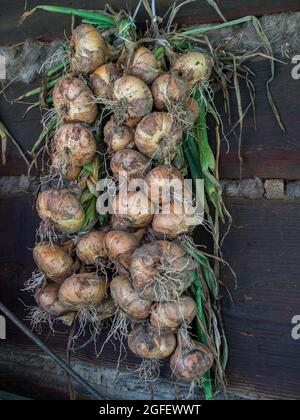 Zwiebelgeflecht trocknet an der Wand eines Holzblockhauses in der polnischen Landschaft, Osteuropa. Stockfoto