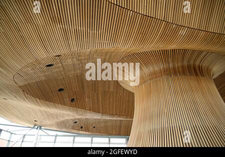 Im walisischen Parlamentsgebäude in Cardiff Bay, Wales. Gewellte, pilzartige Decke/Dach aus Zedernholz. Richard Rogers entwarf das Gebäude. Stockfoto