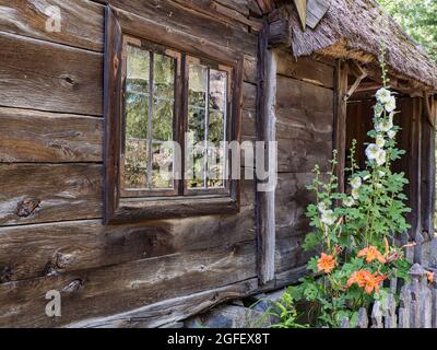 Altes skandinavisches Blockhaus mit Fenster und weißen Malvblumen im Sommer. Nordeuropa Stockfoto