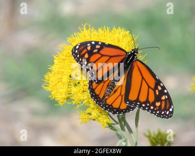 Ein großer Monarch Butterfly, Danaus plexippus, auf einer gelben Hasenbürstenblume im Petrified Forest State Park, Escalante, Utah, USA. Stockfoto