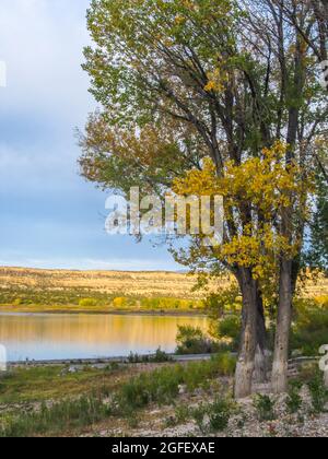 Ein Fremont-Cottonwood-Baum, Populus fremontii, beginnt sich den gelben Herbstfarben zu zuwenden, am Ufer des Hollow Wide Reservoirs Stockfoto