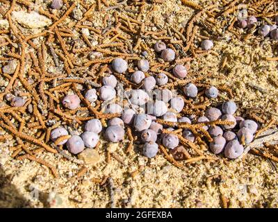 Purpurpurrote, berrunderartige Zapfen des Utah Juniper, Juniperus Osteosperma, die zusammen mit verschiedenen gefallenen Nadeln auf dem Boden liegen Stockfoto