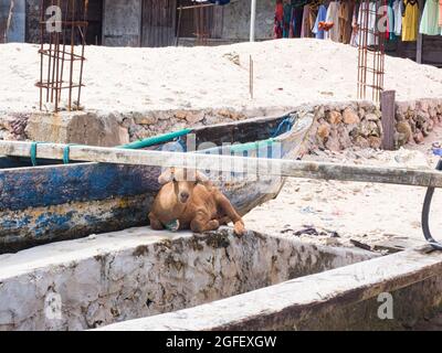 Pasar Kecamatan Pasanea, Indonesien - 15. Februar 2018: Ziegen neben dem Holzhaus in dem kleinen Dorf auf der Insel Seram, Zentral-Maluku, Indonesien Stockfoto