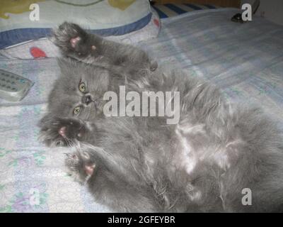 Foto einer Katze in einer häuslichen Umgebung Stockfoto