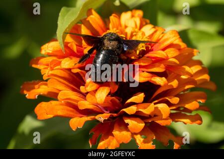 Große violette Tischlerbiene auf Blume Nahaufnahme Orange Zinnia 'Orange King' Xylocopa violacea Einzelbiene auf der Suche nach Insekten in Bloom Zinnia Bee Plant Stockfoto