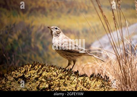 Singdrossel (Turdus philomelos) auf Moos stehend. Stockfoto