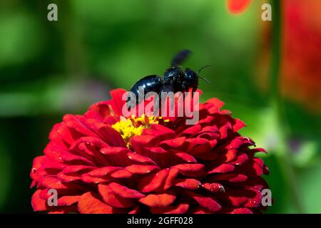 Biene fliegend, große violette, über der roten Zinnia-Blüte liegende Zinnia elegans Biene Stockfoto