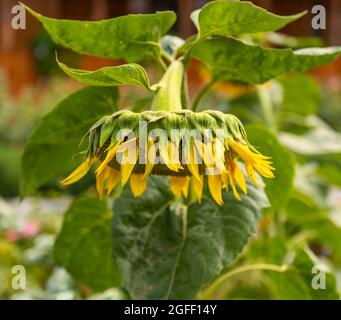 Sonnenblume mit dem Kopf nach unten, an einem Sommerabend Stockfoto
